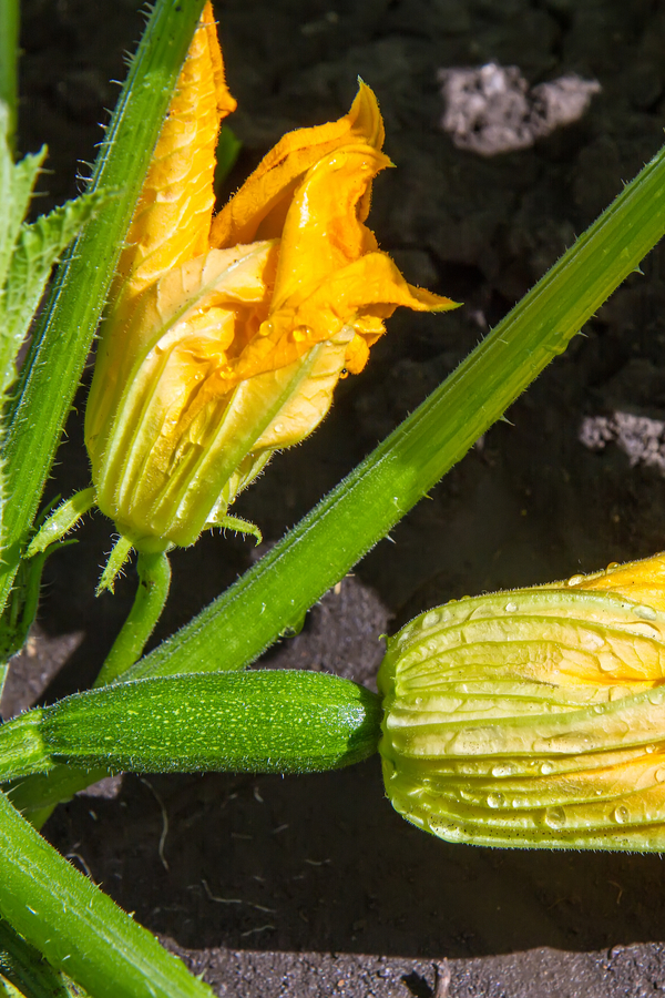 A male and female zucchini bloom are shown. You need to know the difference in order to hand pollinate