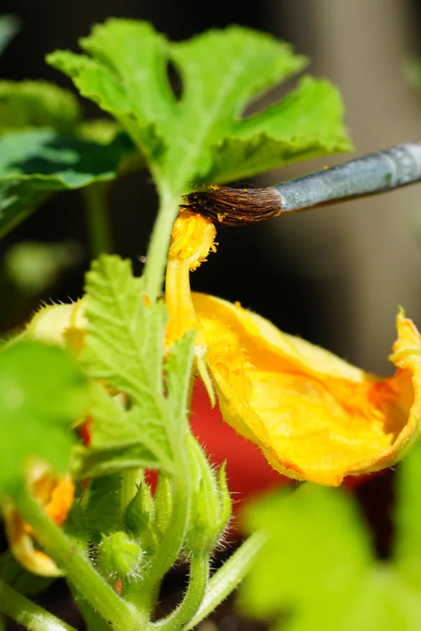A paintbrush gathering pollen from a male anther on a zucchini bloom.