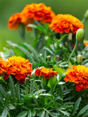 benefits of growing marigolds