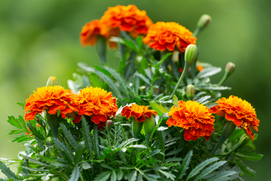 Amazing Benefits Of Growing Marigolds