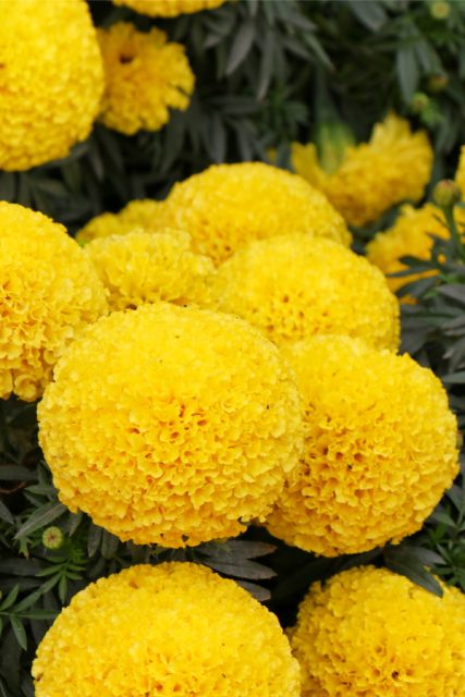 The Amazing Benefits of Growing Marigolds In Your Garden & Flowerbeds