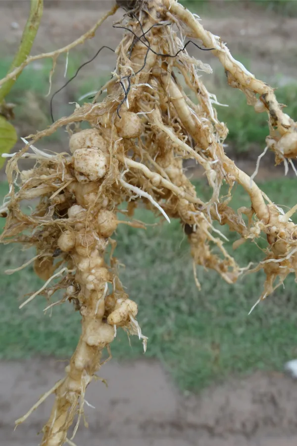 nematode damaged roots