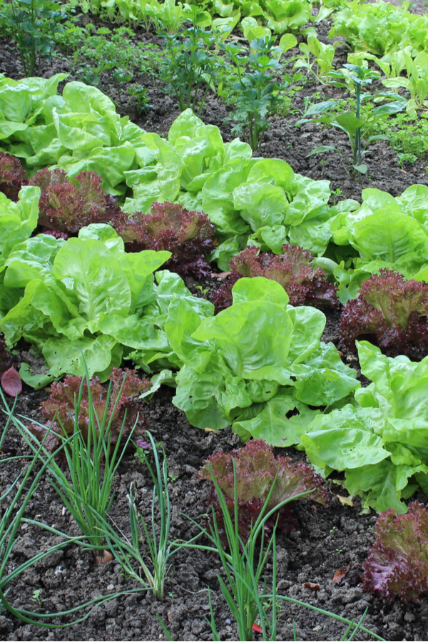 rotating garden crops is important for a healthy harvest. 