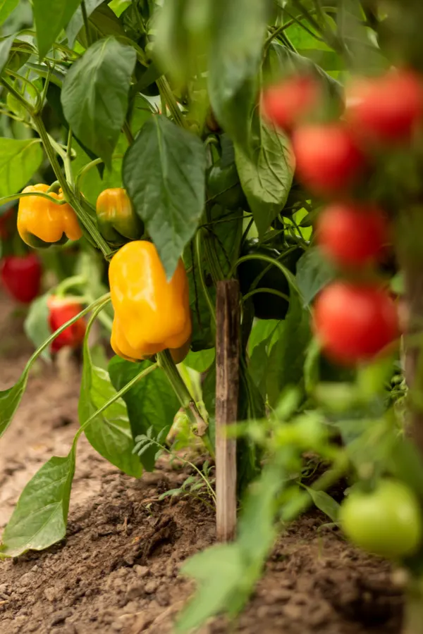 peppers and tomato plants growing together