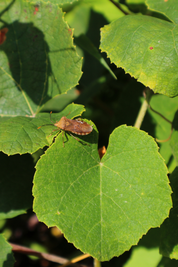 squash bugs sitting on a leaf