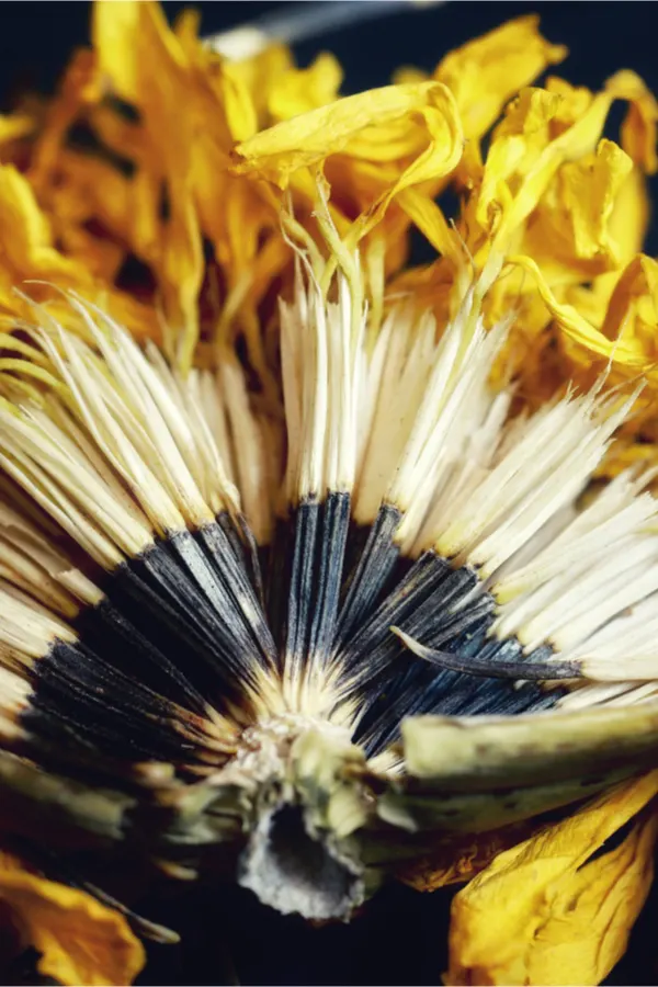 mariogld seeds - benefits of marigolds