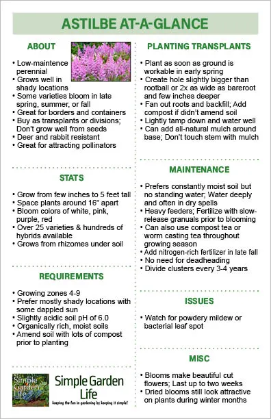 Astilbe At-A-glance Guide