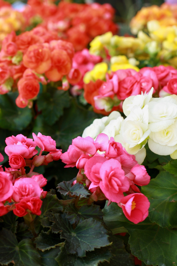 Begonia flowers blooming in pink, white, orange, and yellow