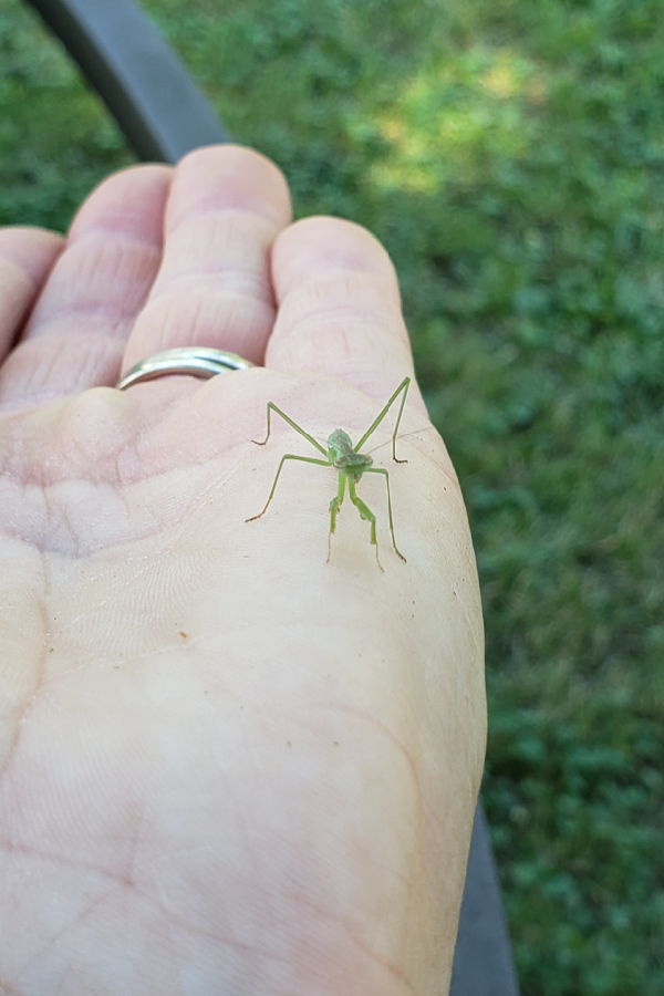 A baby praying mantis sitting on the hand of a human. 