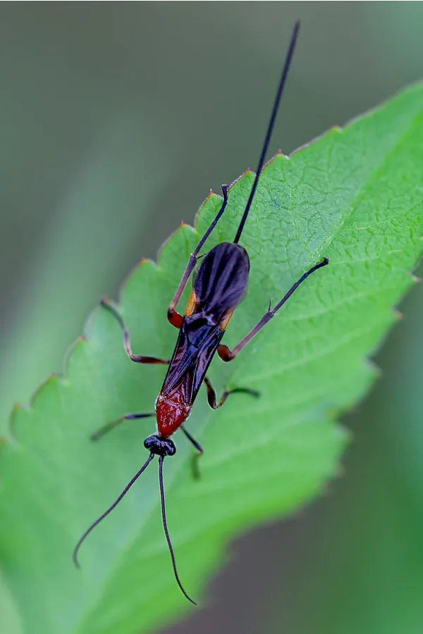 Closeup of a Braconid wasp on a leaf