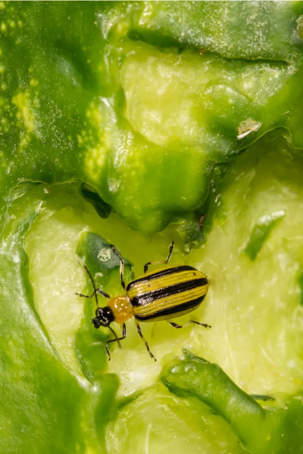 A striped cucumber beetle eating a cucumber fruit