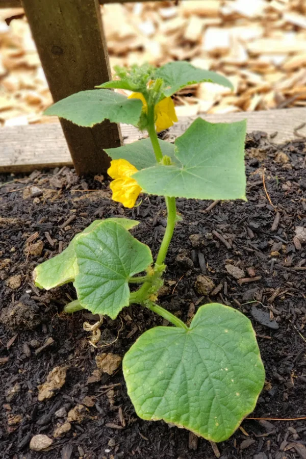 A young cucumber transplant