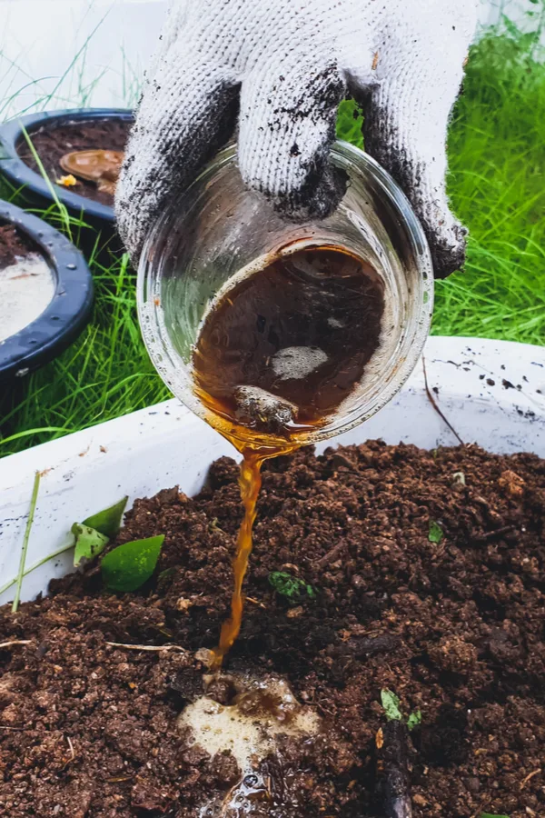 A gloved hand pouring out compost tea into soil