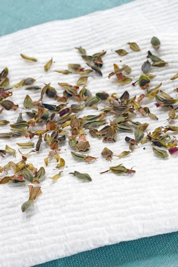 Several zinnia seeds laying on a paper towel. 