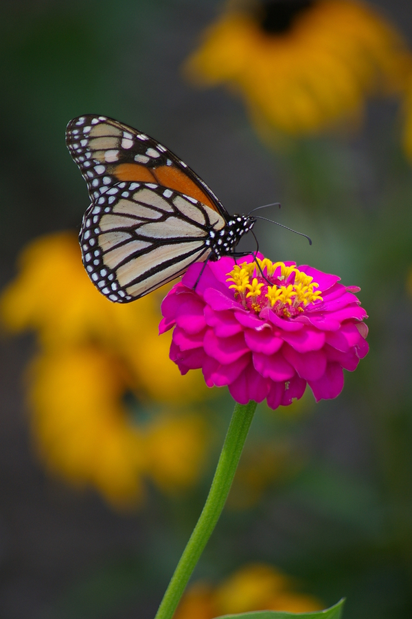 A monarch butterfly sitting atop of a bright pink zinnia bloom - perfect for vegetable gardens