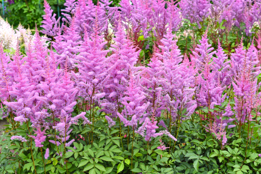 Growing Astilbe - How To Add Big Color To Shady Areas With Astilbe!