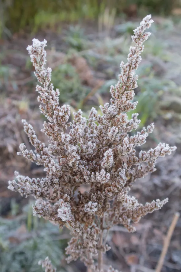 A frost covered dead astilbe bloom