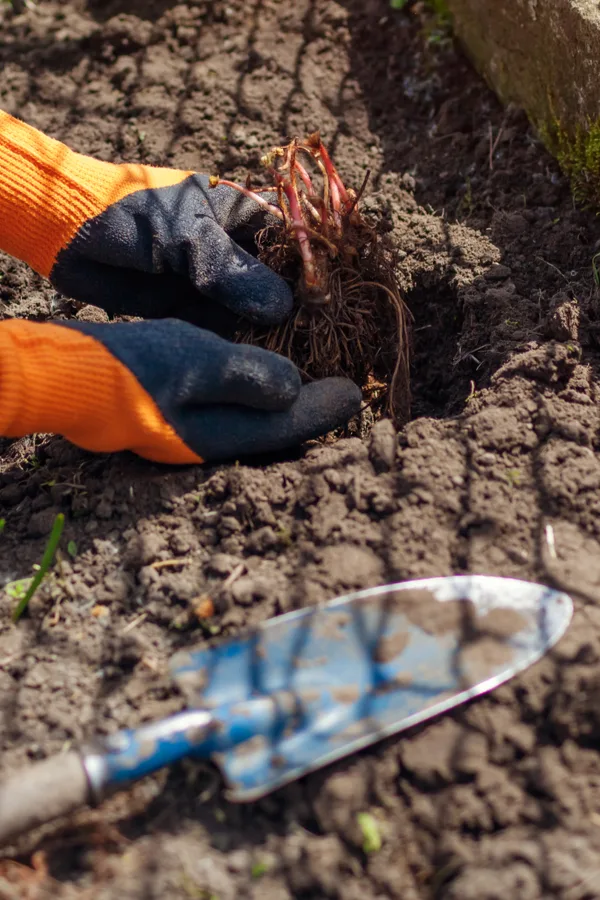 Two hands planting a bareroot astilbe plant with a shovel in the foreground. 