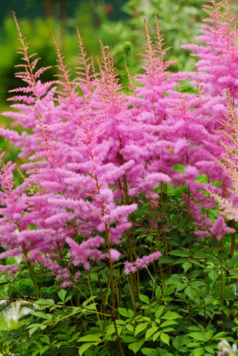 Growing Astilbe - How To Add Big Color To Shady Areas With Astilbe!