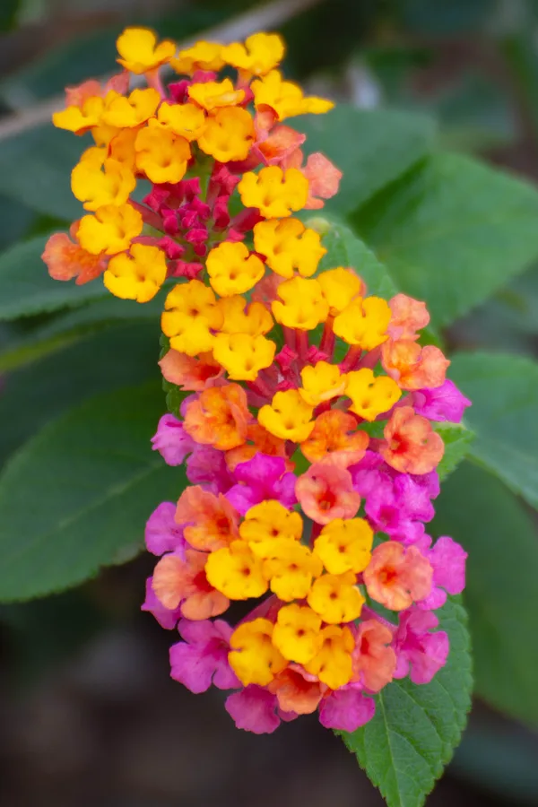 lantanas in purple and orange colors - Annual Flowers That Attract Honeybees