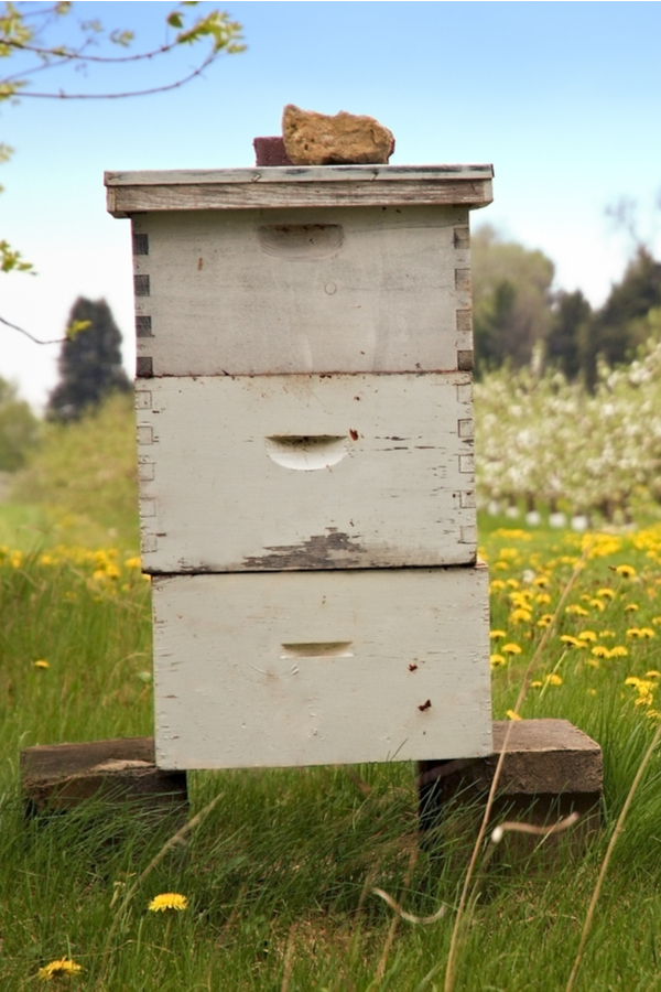 A beekeeping hive placed to help attract honeybees to a property. Annual Flowers That Attract Honeybees