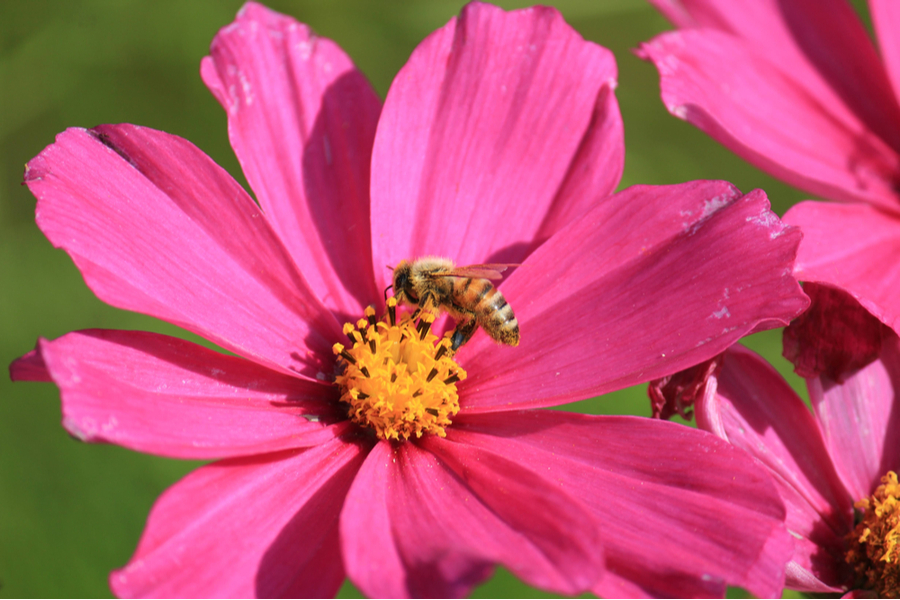6 Annual Flowers That Attract Honeybees How To Bring In Pollinators!