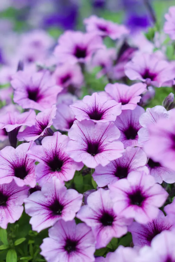 A bunch of purple petunias.