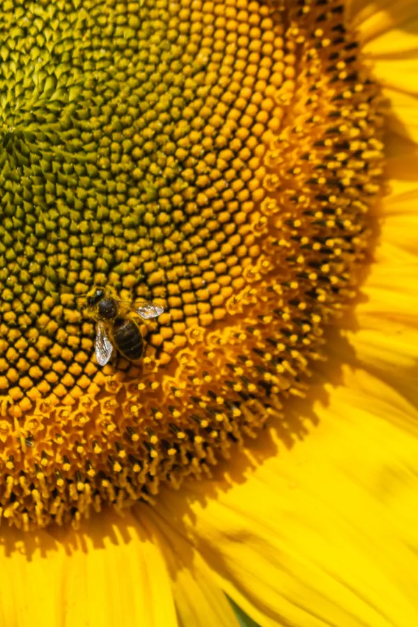 A honeybee sitting on a sunflower collecting pollen from the tiny petals. 