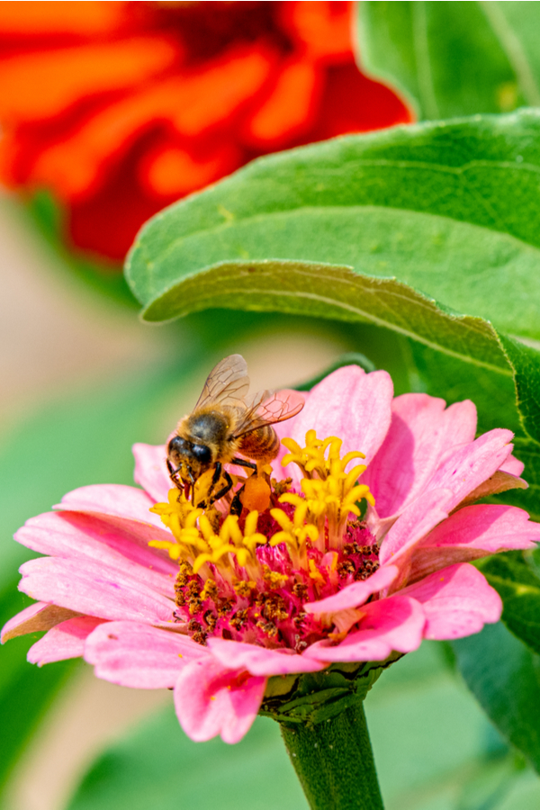A honeybee sitting on a pink zinnia flower.