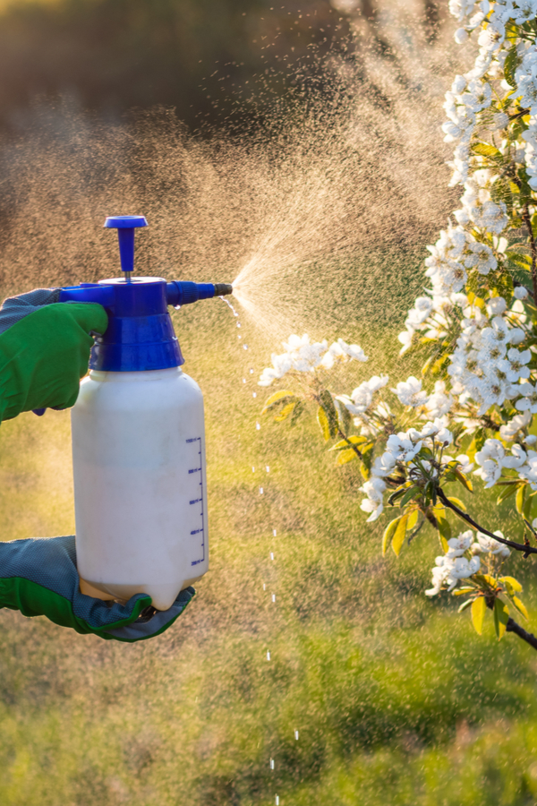 A gloved hand using a small sprayer to spray chemicals on a blooming plant.