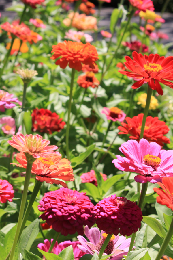 A field of different colored zinnia blooms. Annual Flowers That Attract Honeybees