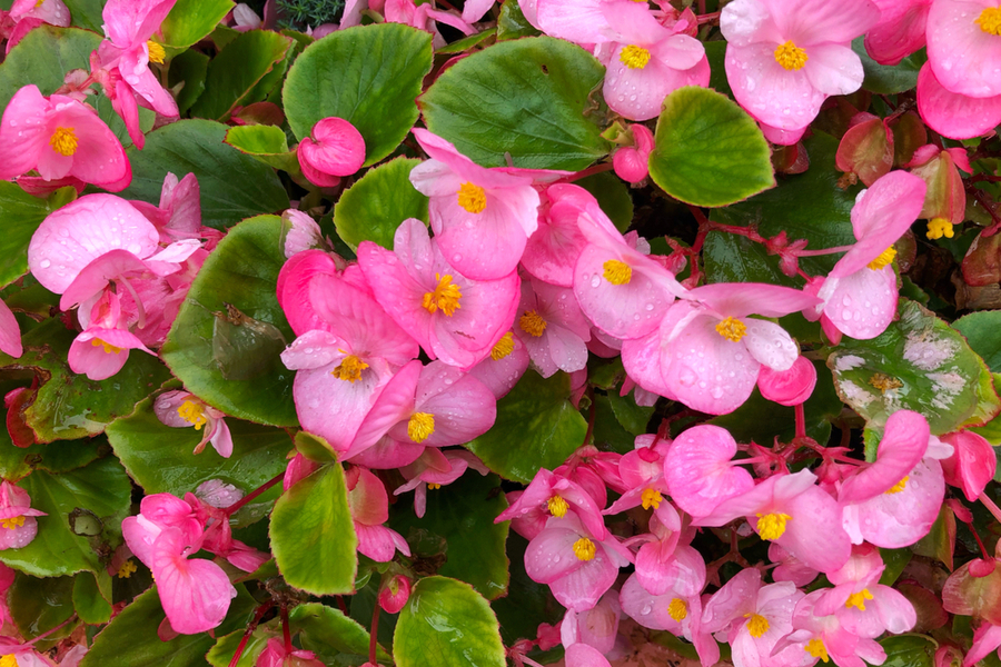How To Keep Begonias Blooming All Summer The Secrets To Success!