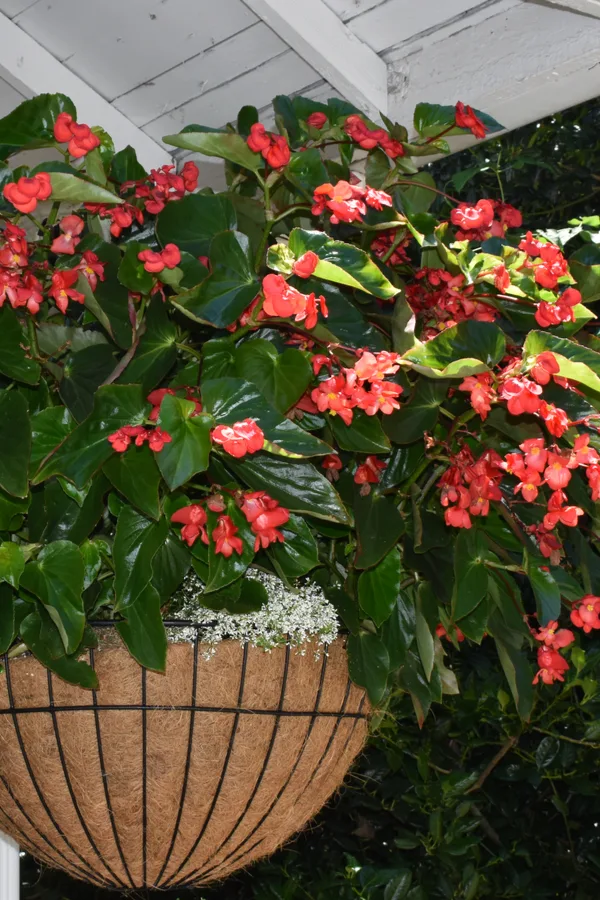 a large hanging basket of begonias in orange red blooming. 