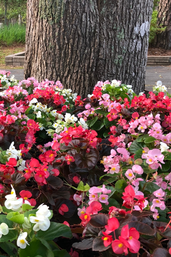 Begonias blooming in front of a tree. 