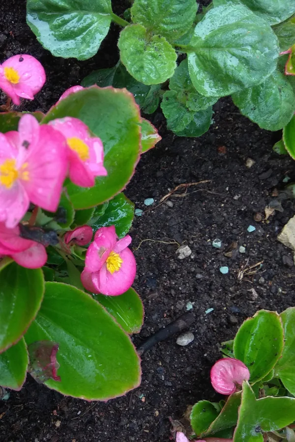 pink begonias growing in moist soil. 