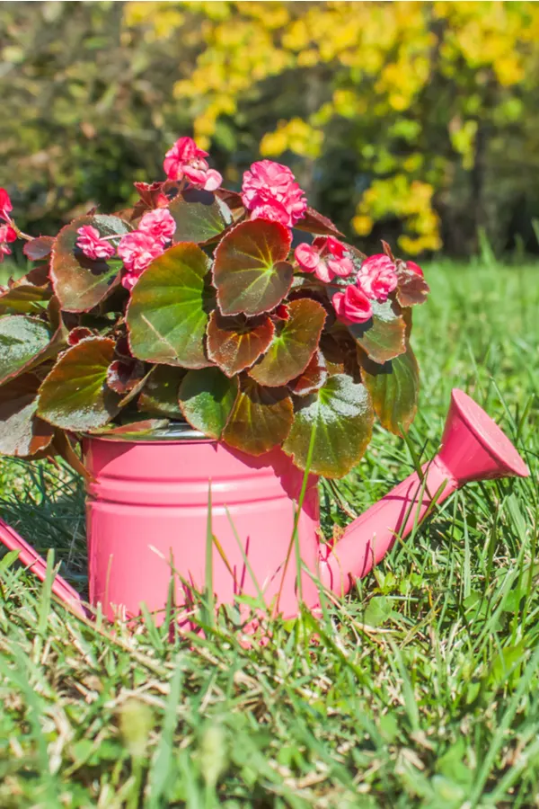 annuals in a watering can 