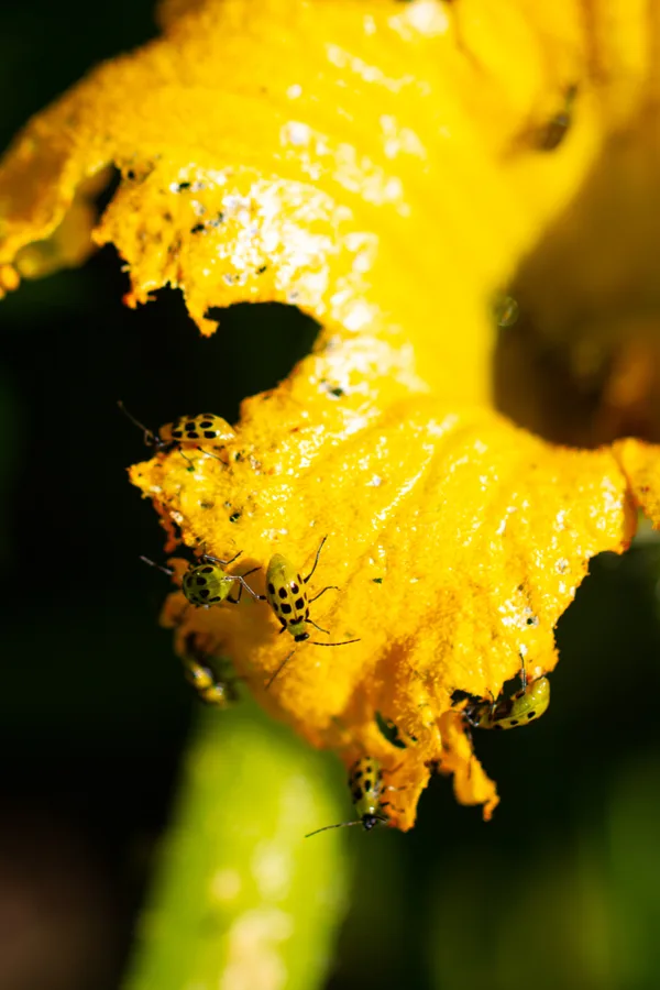 Many spotted cucumber beetles eating the bloom of a cucurbit plant. 