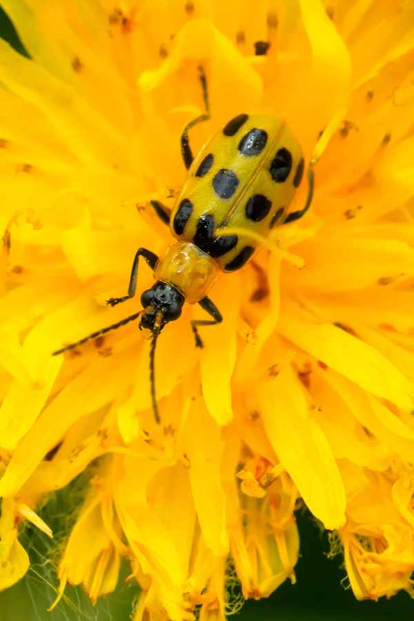 A spotted cucumber beetle feasting on a dandelion. 