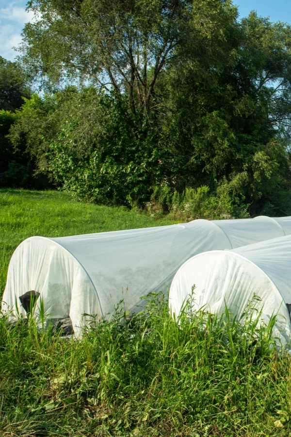 two rows of row covers over vegetables