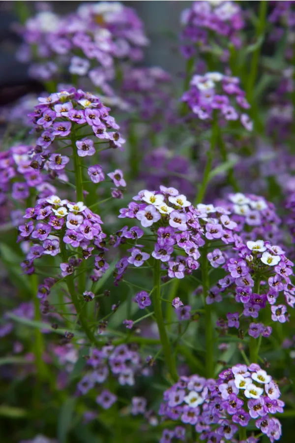 A closeup of purple sweet alyssum; a great companion plant to help battle cucumber beetles.  