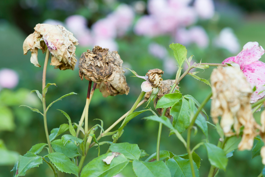 How To Deadhead Annuals & Perennials Healthier Plants & More Blooms