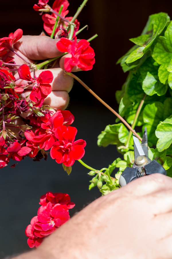 two hands deadheading a spent red geranium bloom which is an annual