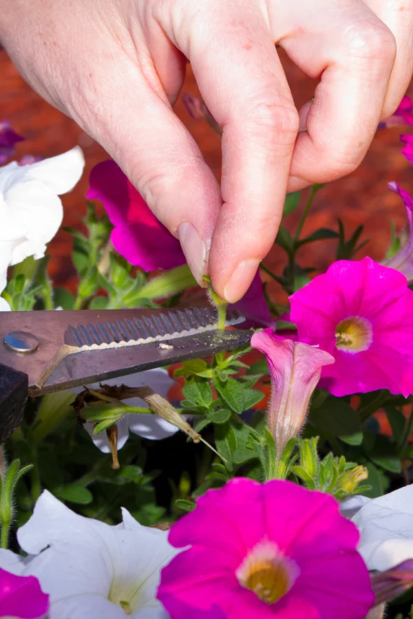 A hand deadheading a pink and white petunia seed. 