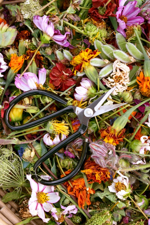 A pile of deadheaded seed heads and a pair of scissors. 