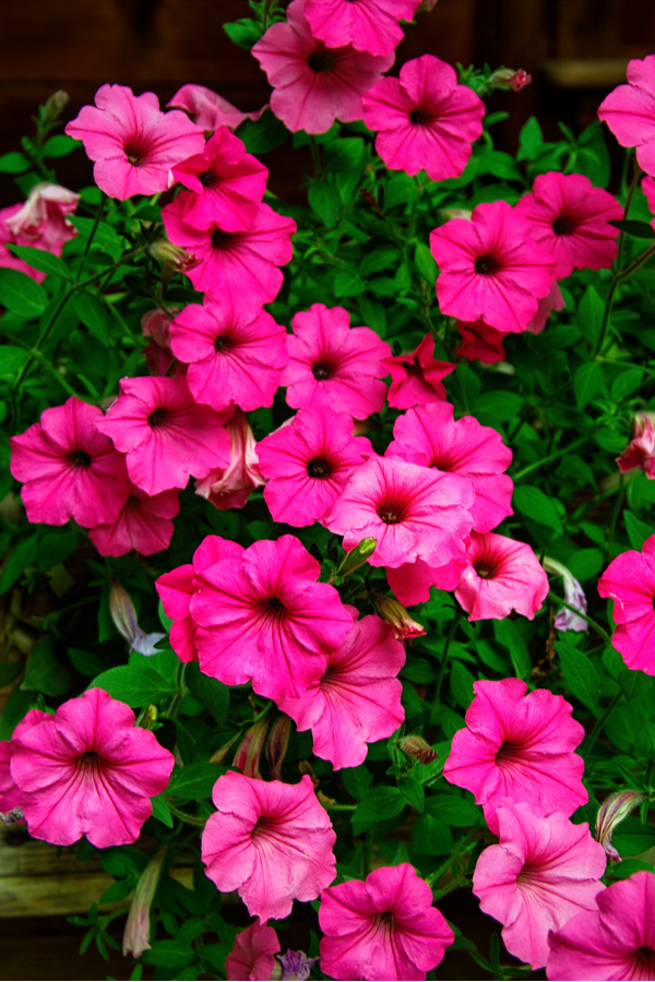 Even annuals and perennials like pink wave petunias can benefit from deadheading 