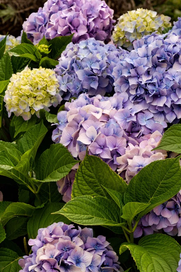 purple hydrangeas blooming against foliage. They benefit from deadheading.
