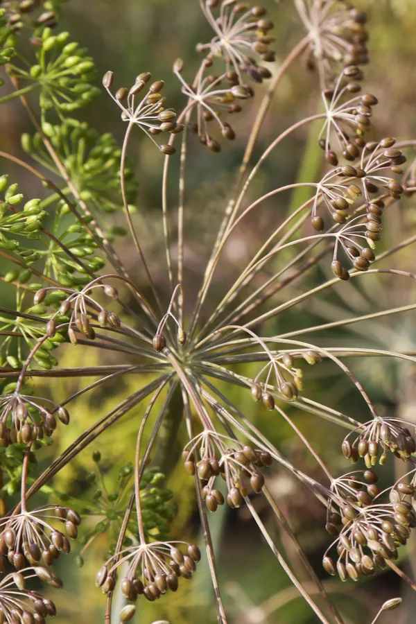 A dry dill flower head against a fresh one. The benefits of growing dill