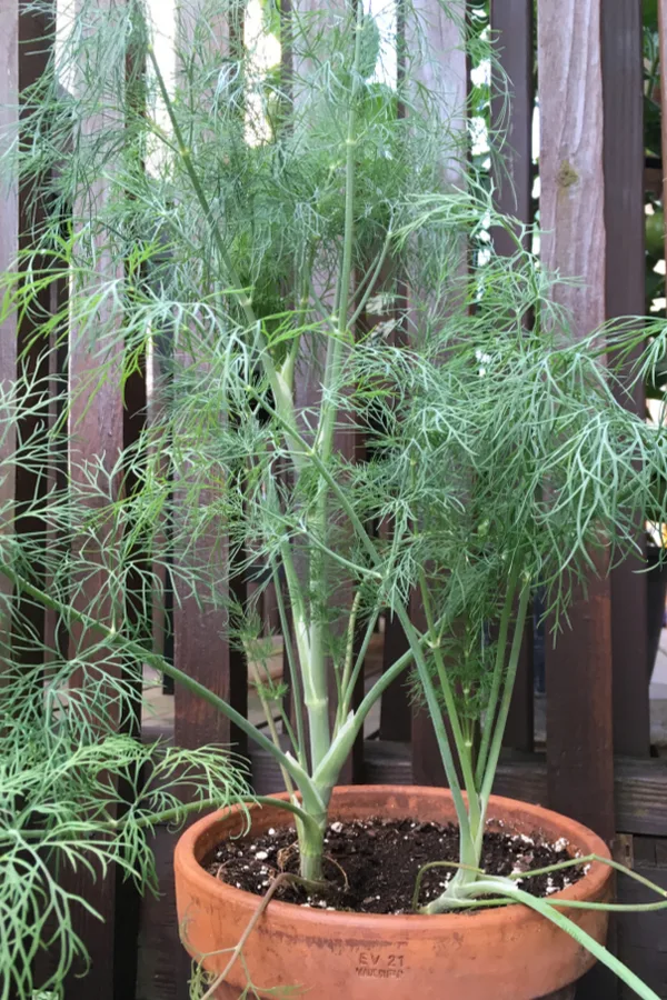 Fernleaf dill growing in a pot on a deck. The many benefits of growing dill