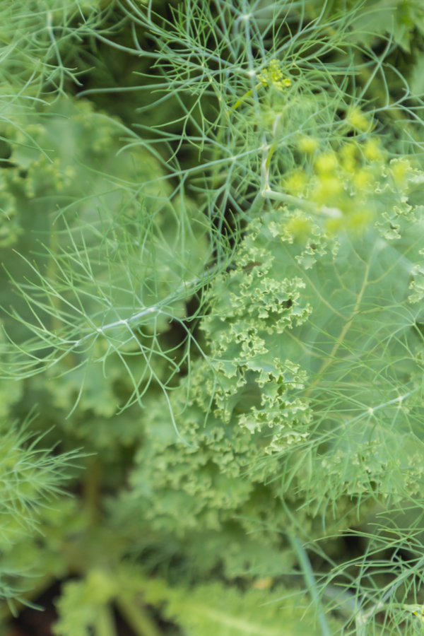 Dill and curly leaf kale growing together. Closeup