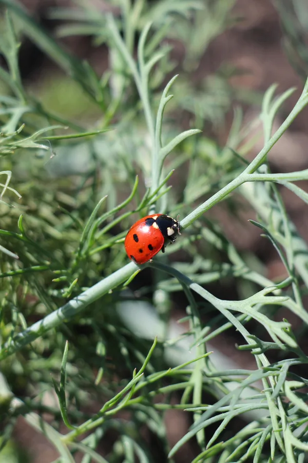 A red ladybug sitting on dill